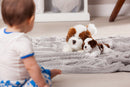 Evergreen Gifts,Shi Tzu Bean Bag,2.5x8x3 Inches