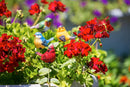 Cottage Garden Stake, For the Birds Plant Pick, Asst of 4, CDU