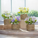 Hop Into Spring Faux Floral Table Decor Artificial Primrose Potted, 6"H, Asst of 4, In Wooden Crate