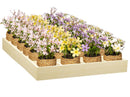 Hop Into Spring Faux Floral Table Decor Artificial Primrose Potted, 6"H, Asst of 4, In Wooden Crate
