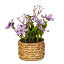 Hop Into Spring Faux Floral Table Decor Artificial Primrose Potted, 6"H, Asst of 4, In Wooden Crate
