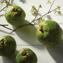 NAPA Home & Garden, HEDGE APPLE & PERSIMMON BRANCH Collection