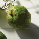 NAPA Home & Garden, HEDGE APPLE & PERSIMMON BRANCH Collection