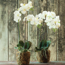 "NAPA Home & Garden, PHALAENOPSIS ORCHID DROP-IN COLLECTION"