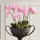 "NAPA Home & Garden, PHALAENOPSIS ORCHID DROP-IN COLLECTION"