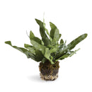 NAPA Home & Garden, ECHEVERIA FERN & OLIVE TREE COLLECTION
