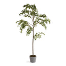 NAPA Home & Garden, MAPLE TREE IN POT 84",DI1221
