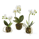"NAPA Home & Garden, PHALAENOPSIS ORCHID DROP-IN COLLECTION"