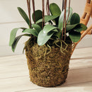 "NAPA Home & Garden, PHALAENOPSIS ORCHID DROP-IN COLLECTION"