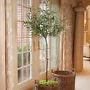 NAPA Home & Garden, OLIVE TREE IN MOSS POT 69",DI1232