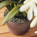 NAPA Home & Garden, AGAPANTHUS DROP-IN