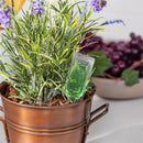 Plant Food Display