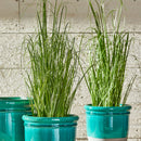 NAPA Home & Garden Onion Grass Decorative Accent