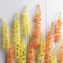 NAPA Home & Garden, EREMURUS STEM 46",GP279RG