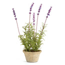 French Lavender 12.5" Potted