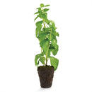 Napa Home Garden, BASIL 18" DROPIN,k123