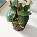 "NAPA Home & Garden, PHALAENOPSIS ORCHID DROP-IN COLLECTION"