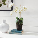 "NAPA Home & Garden, PHALAENOPSIS ORCHID DROP-IN COLLECTION"