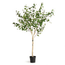 NAPA Home & Garden, BIRCH TREE DROP-IN 6'4",N2CC05