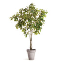 NAPA Home & Garden, GRAND FICUS TREE DROP-IN 8',N2CC12