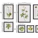 NAPA Home & Garden, FOLIAGE PRINTS, SET OF 9,N2NH08