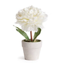 Mini Peony Potted Plant by NAPA Home & Garden