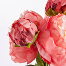 NAPA Home & Garden, Peonies Bundle