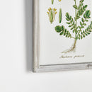 NAPA Home & Garden, PERENNIAL BOTANICAL STUDY, SET OF 6,N3NH37