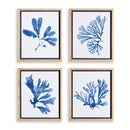 NAPA Home & Garden, INDIGO SEAWEED PRINTS, SET OF 4,N3NH52