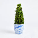 "NAPA Home & Garden, Boxwood Topiary Drop-In Collection"