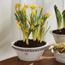NAPA Home & Garden, WAKEFIELD HANDMADE HENLEY FORCING POT