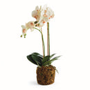 NAPA Home & Garden, PHALAENOPSIS ORCHID DROP-IN 23",N4CC1201PKL
