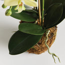 "NAPA Home & Garden, PHALAENOPSIS ORCHID DROP-IN COLLECTION"