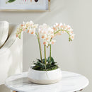 NAPA Home & Garden, PHALAENOPSIS 16" MINI GARDEN DROP-IN,N4CC129PKL