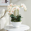 "NAPA Home & Garden, PHALAENOPSIS ORCHID DROP-IN COLLECTION"