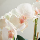 "NAPA Home & Garden, PHALAENOPSIS ORCHID DROP-IN COLLECTION"