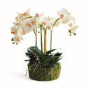 "NAPA Home & Garden, PHALAENOPSIS ORCHID DROP-IN COLLECTION"
