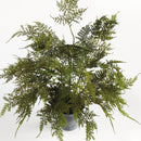 "Plumosa Fern Drop-In by NAPA Home & Garden"