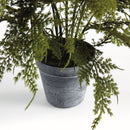 "Plumosa Fern Drop-In by NAPA Home & Garden"