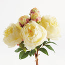 NAPA Home & Garden, Peonies Bundle