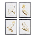 NAPA Home & Garden, PARROT STUDY IN WHITE, SET OF 4,N4NH05