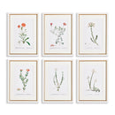 NAPA Home & Garden, FLOWER STUDIES IN SHADES OF BLUSH, SET OF 6,N4NH14
