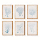NAPA Home & Garden, SEA FAN AND CORAL STUDY IN BLUE, SET OF 6,N4NH23