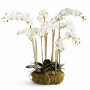 NAPA Home & Garden, PHALAENOPSIS ORCHID BOWL DROP-IN 35",N5CC31WH