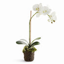 "NAPA Home & Garden, PHALAENOPSIS ORCHID DROP-IN COLLECTION"