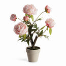 Peony Potted Drop-In