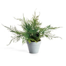 MINI PLUMOSA FERN POTTED 11"