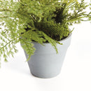 MINI PLUMOSA FERN POTTED 11"