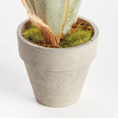 MINI STAGHORN FERN POTTED 11"