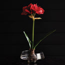 Amaryllis Bulb St/2